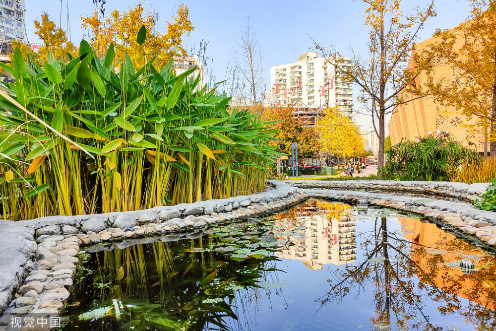 上海活水公園秋色迷人風景如畫