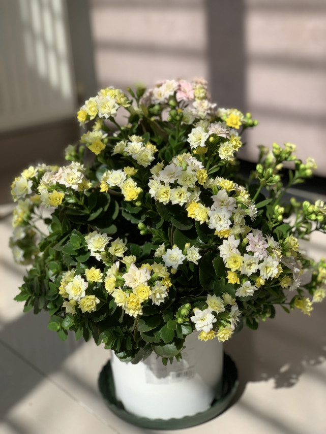 长寿花新品外星人一树多色花花期超三季封闭阳台也能养