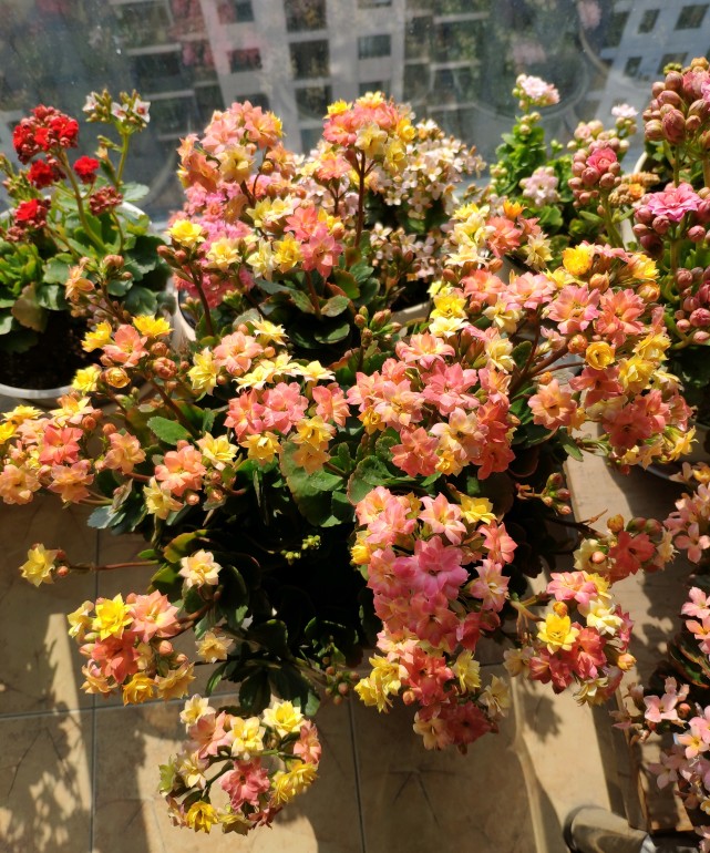 长寿花新品外星人一树多色花花期超三季封闭阳台也能养