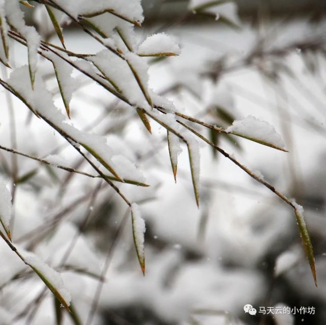 图胜千言|雪落贵清山