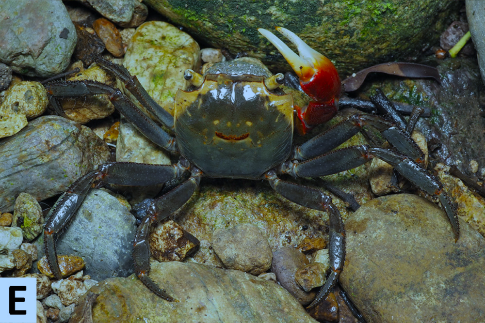 东方相手蟹,来自大鹏而像在大家熟悉的梧桐山的溪涧里,则有鳃刺溪蟹
