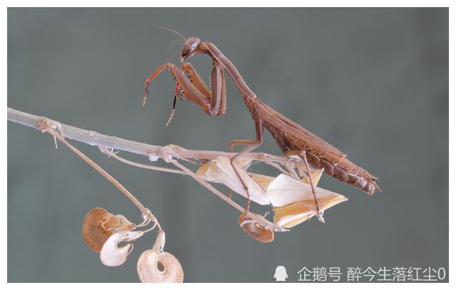 螳螂一个我们所熟知却又陌生的昆虫顶尖杀手