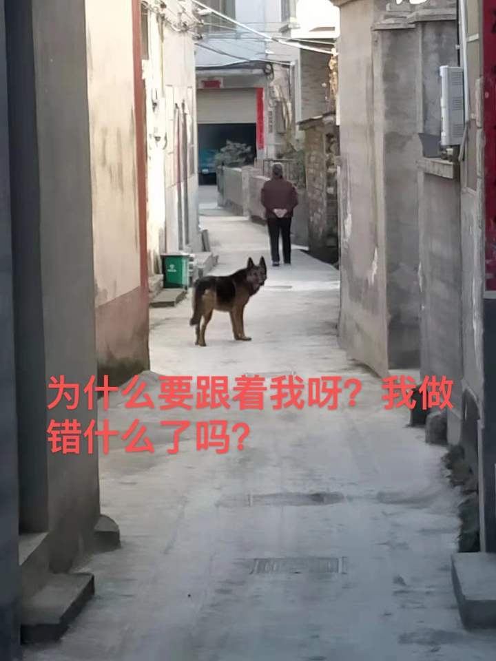 梦见狗咬死鸡有什么预兆_梦见狗咬死了鸡_鸡狗咬死梦见什么意思