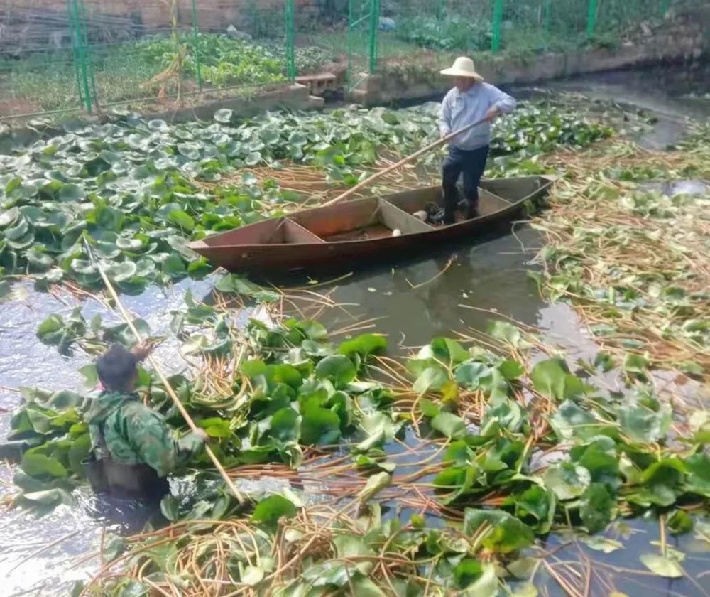 杨桥街道集中清理整治河库及湿地枯死水生植物