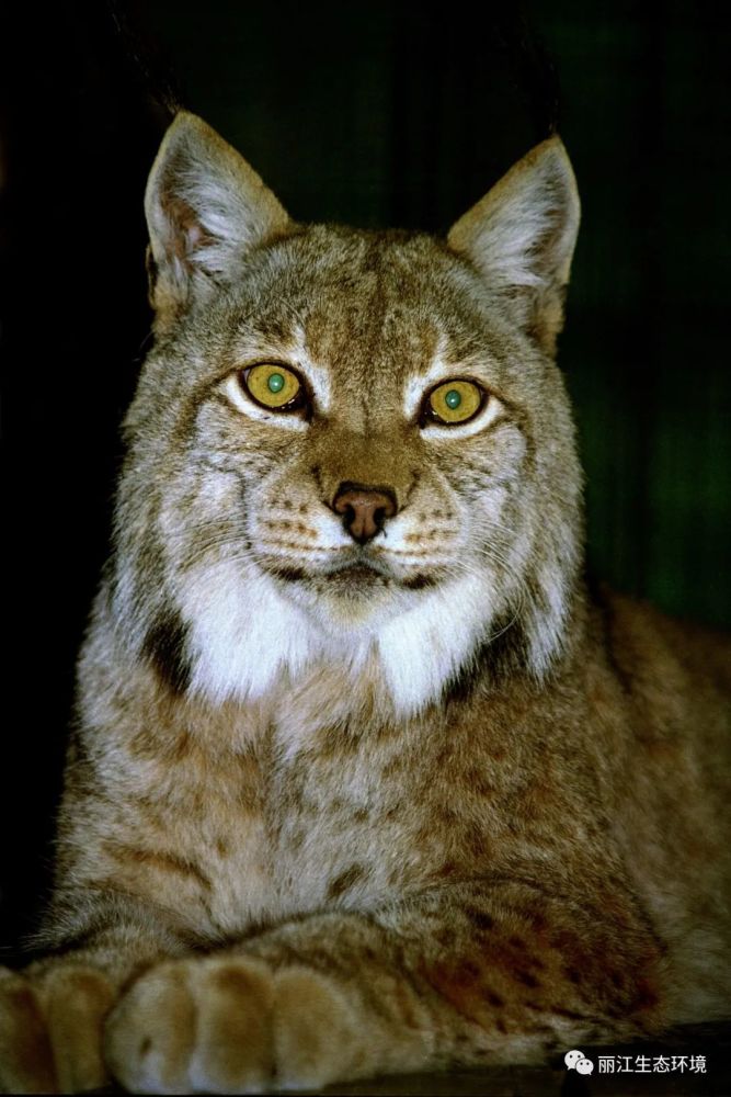 【生物多样性百科】猞猁_腾讯新闻