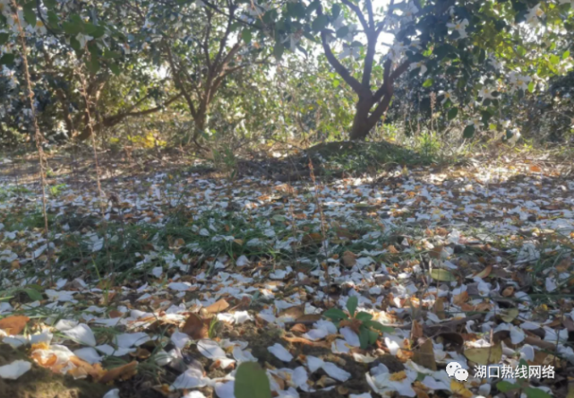 橄榄油"想去舜德赏油茶花的你这份路线请收好就在前往舜德王遂村的