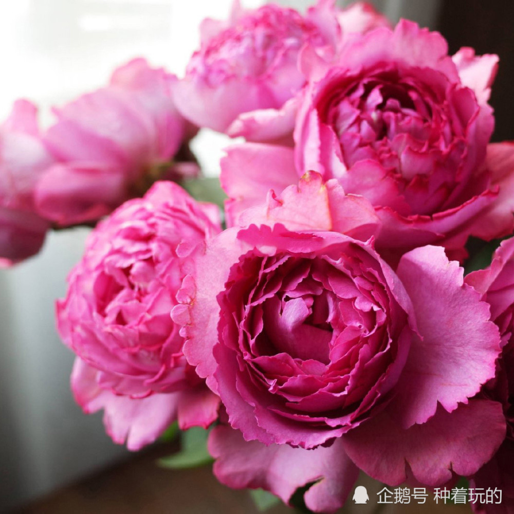 伊芙系列中的小霸王,伊芙紫苑,幽然的暗紫色系月季,高贵典雅插图4