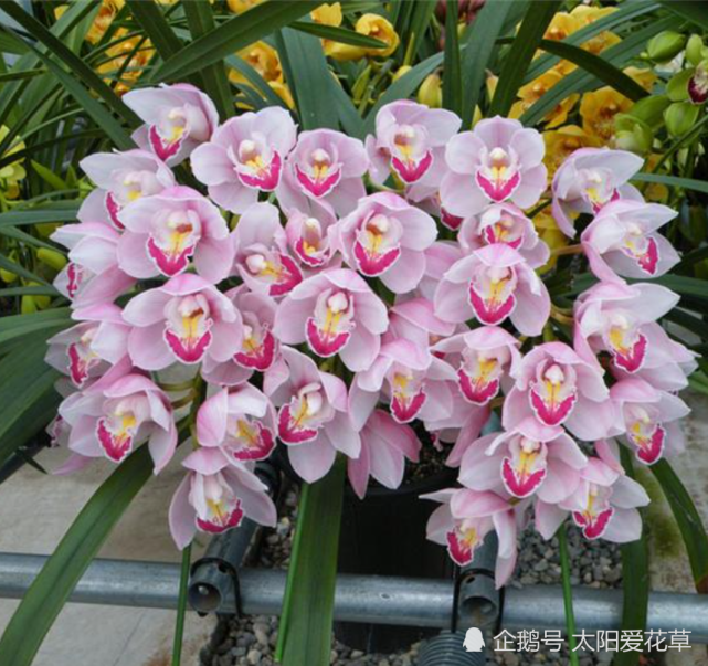 6种富贵花好看又好养摆在客厅太有范了