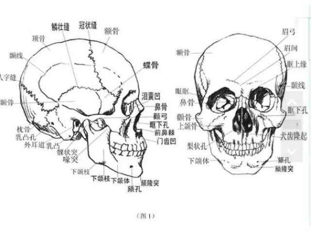 弧形骨嵴,為胸鎖乳突肌和斜方肌的附著點,其深面為16 頂枕點 矢狀縫與