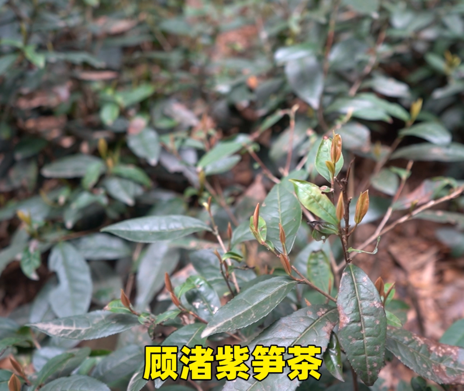 顾渚紫笋茶的特点