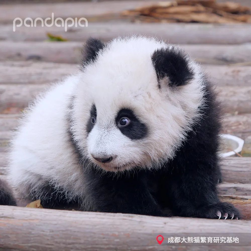 感恩节滚滚和你一起感恩