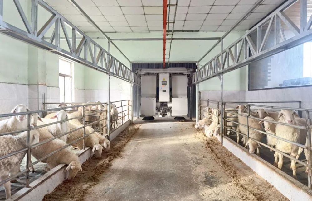 现代化养殖场全自动羊图片