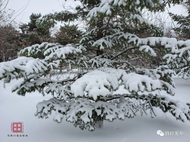 鄭思宇拍攝地點:凡河新區鹿城瓊枝作者:徐甜甜拍攝地點:西豐縣寇河