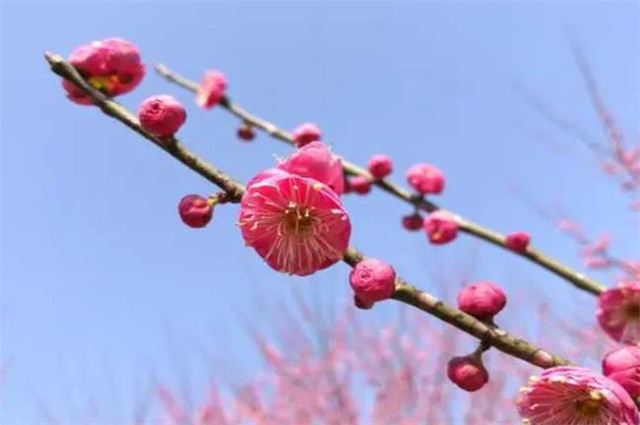 清美梅花七首 涧头一树小春梅 腾讯新闻