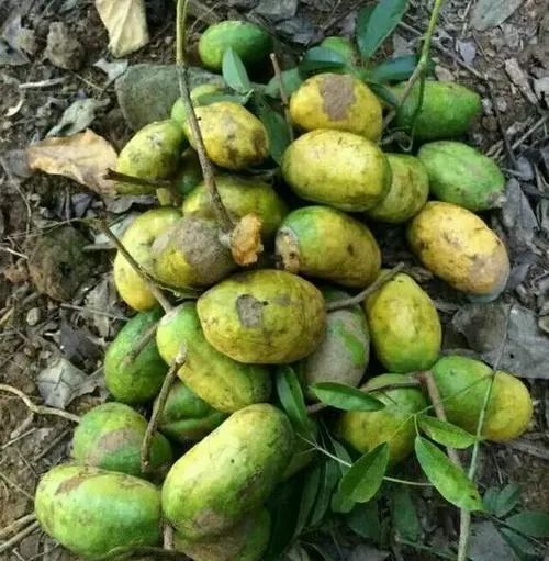 农村这种野果浑身都是宝,人人都见过,别错过了