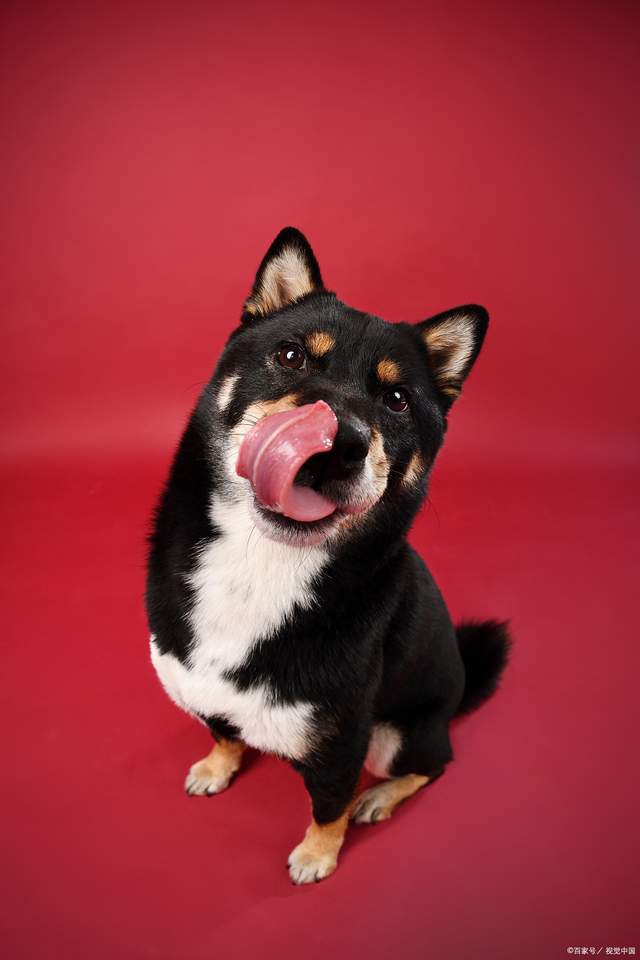 豆柴是獨立的犬種嗎?|日本|豆柴|柴犬|犬種