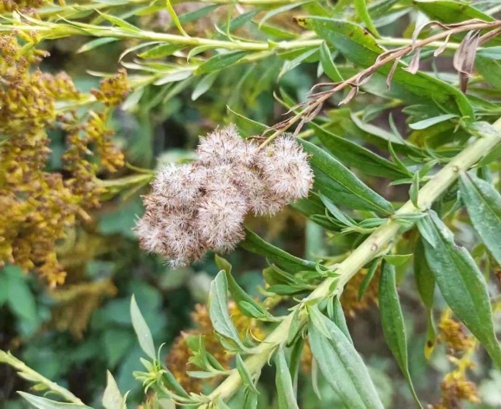 一花开处百花杀加拿大一枝黄花的武汉中场战事