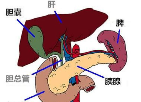 胰腺和脾脏的位置图片图片