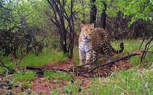 晋中又现华北豹!