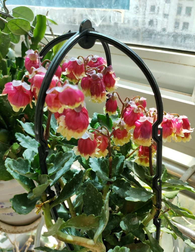 一种很“喜庆”的盆栽花，花似红灯笼，三季有花开，室内也能养