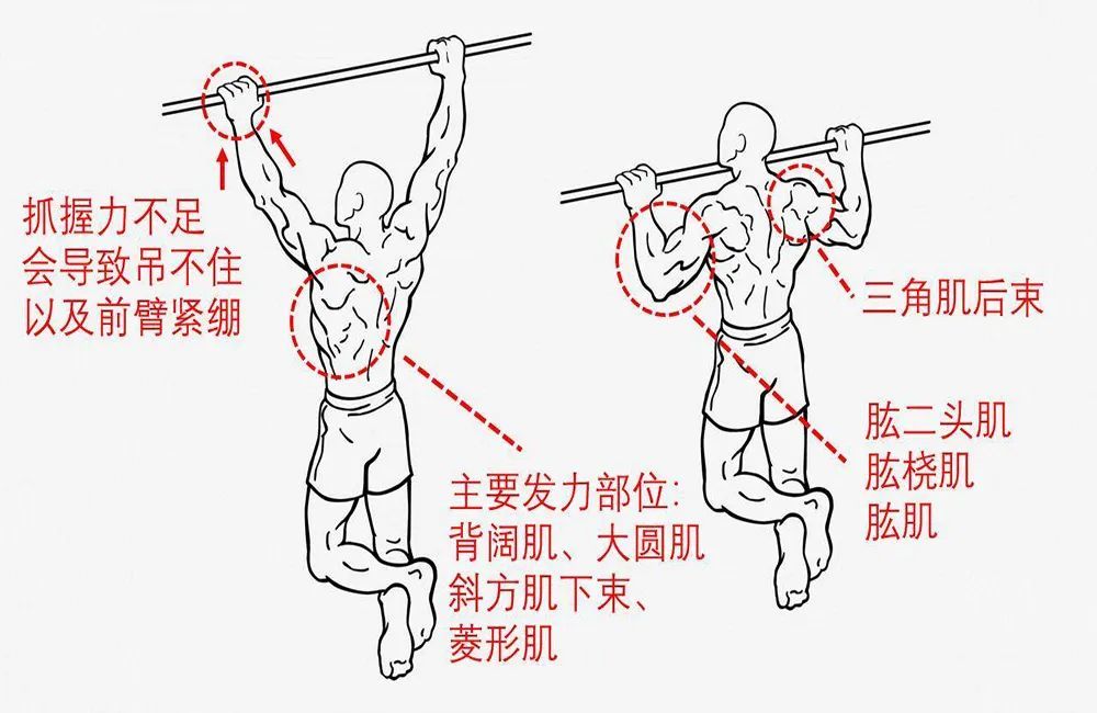 一次引體向上需要調動肱肌,肱二頭肌,前臂肌,三角肌,背闊肌的力量