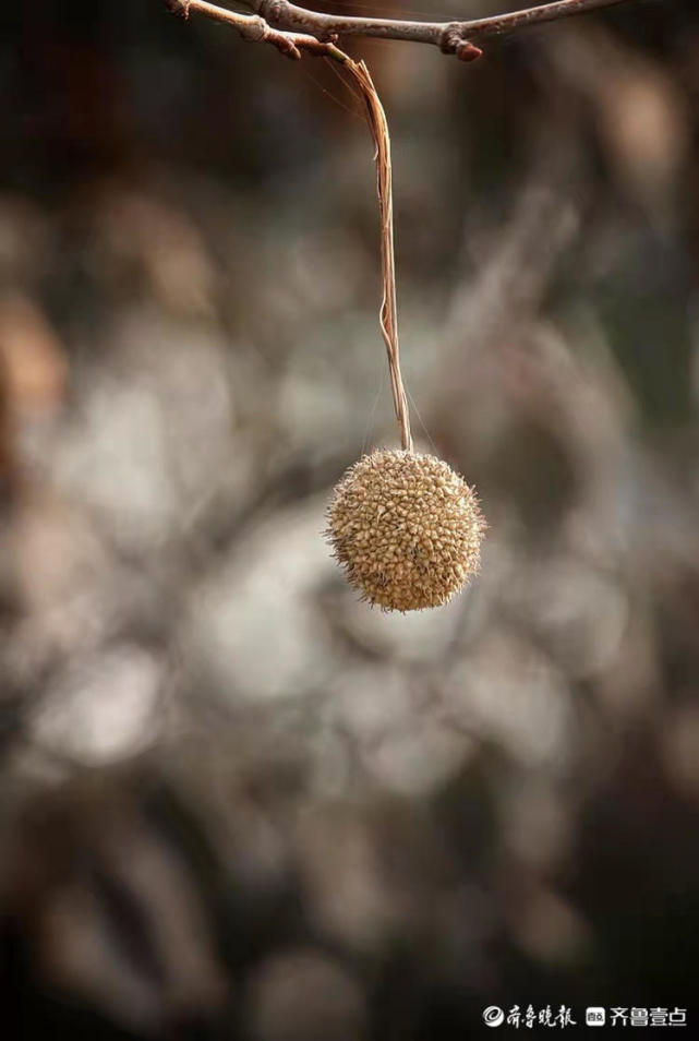 法桐树上结出的小果子