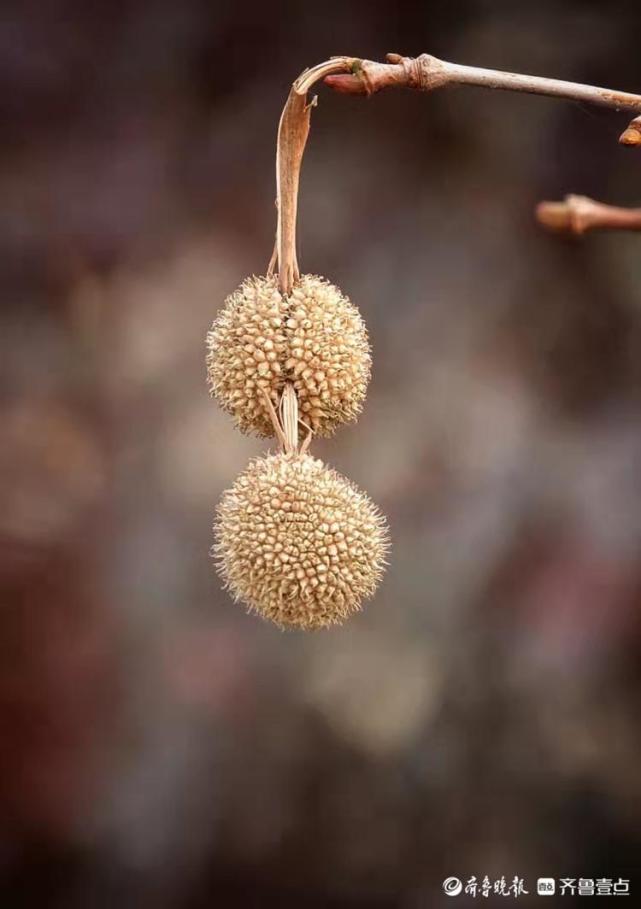 法桐树上结出的小果子