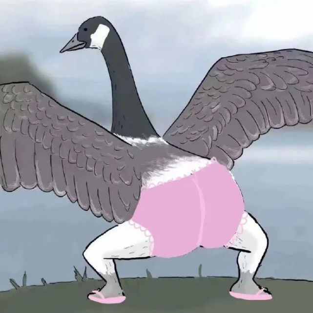 大鹅表情包更新了!你屁股大,先踢你