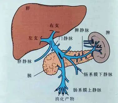 肝门静脉由脾静脉(肠系膜下静脉注入脾静脉),肠系膜上静脉汇合而成