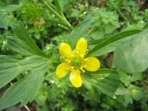 猫爪草的功效与作用 猫爪草的正确吃法 腾讯新闻