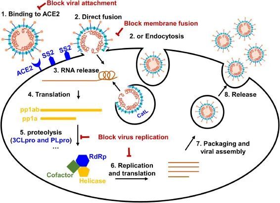 口服抗新冠病毒药物刷屏之下这些问题仍然有待解答