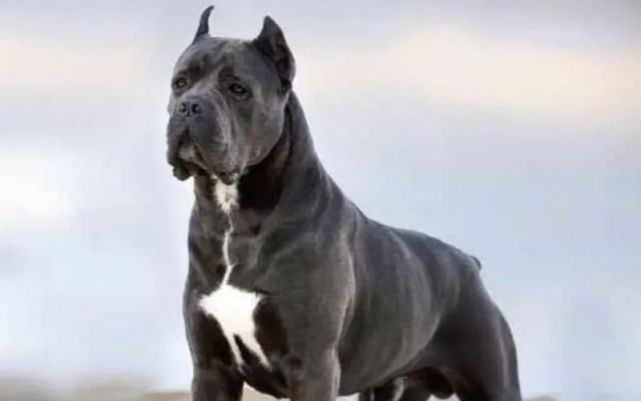 卡斯罗犬家养危险吗