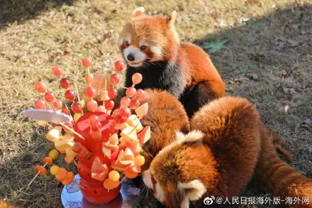 小熊猫吃水果糖葫芦萌照来啦