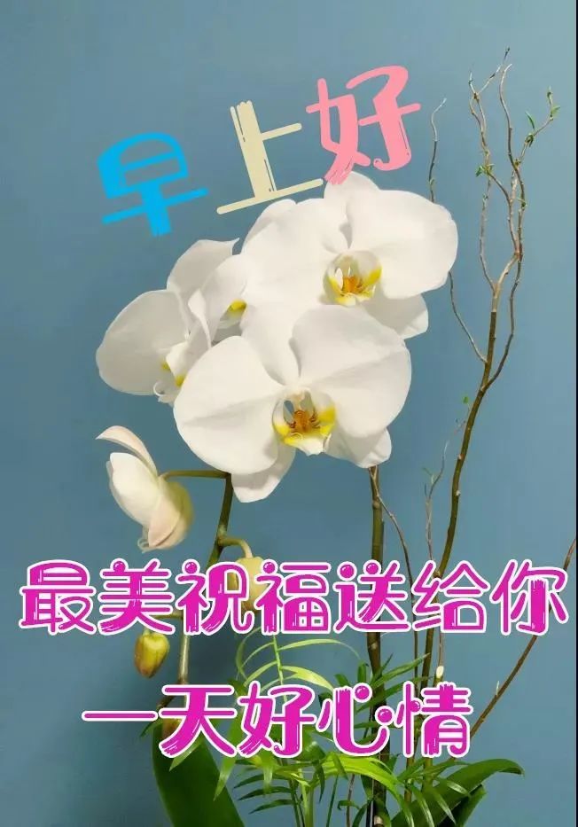朋友,惟愿你笑口常开,幸福快乐每一天,早安!