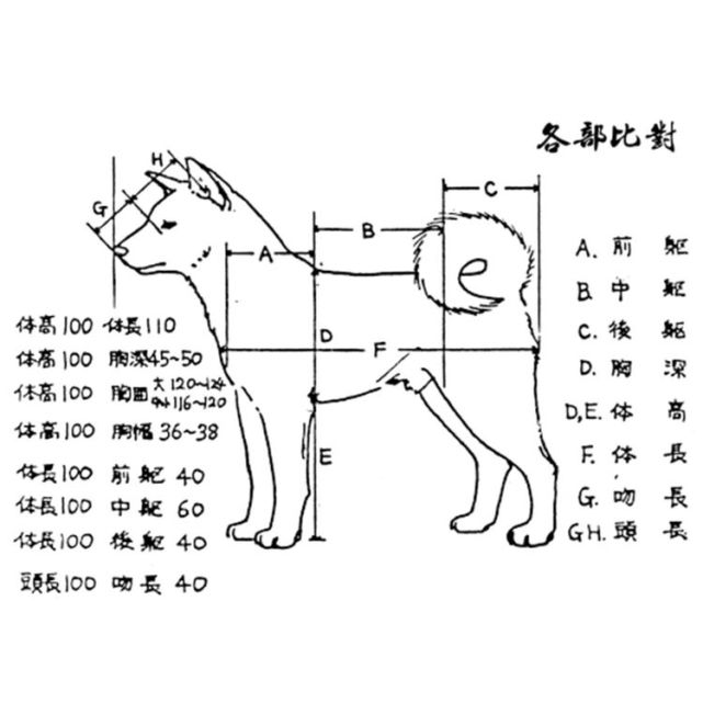 柴犬月份身高对照图图片