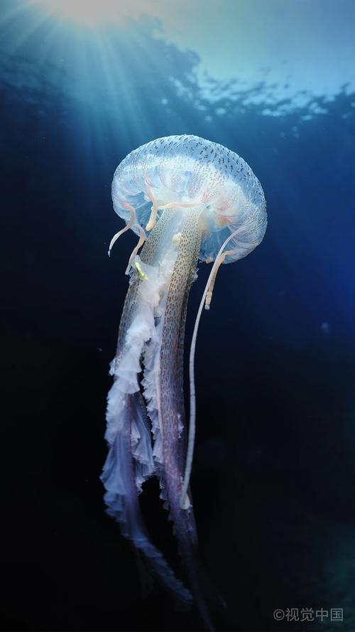美丽的水母|触手