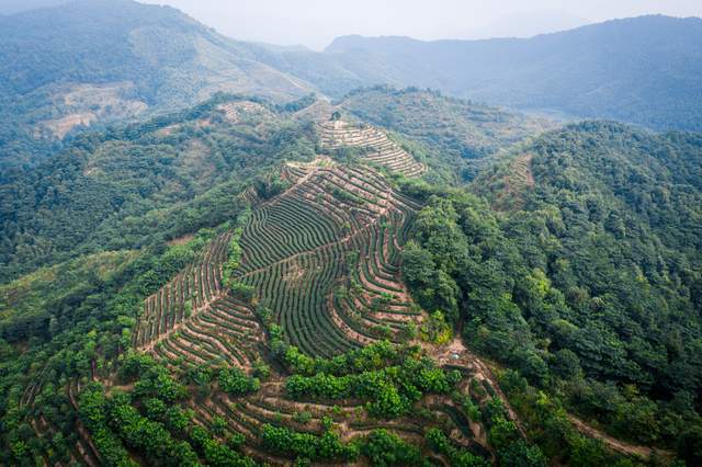 大地指纹,情趣茶山,品味"风骨之香"叠山岩茶