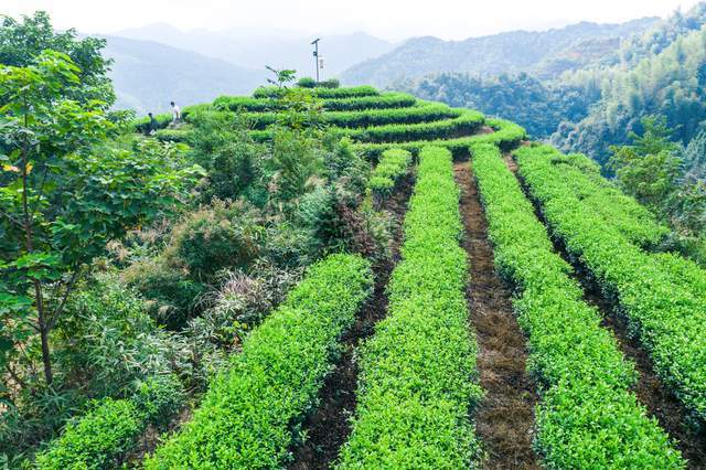 大地指纹,情趣茶山,品味"风骨之香"叠山岩茶