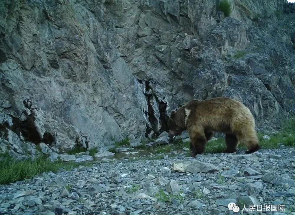 米熊俱乐部大风起沙米熊俱乐部官网