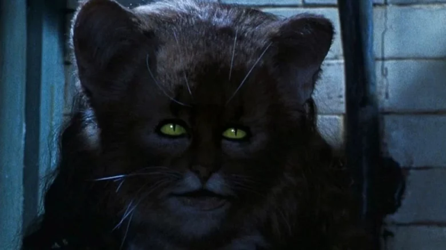 《哈利·波特》替身演员分享幕后趣事,赫敏变猫原来化的是特效妆