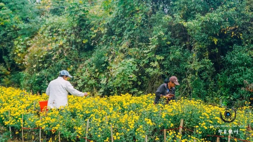 上饒鄱陽:獅子山上菊花黃 豐收時節採摘忙