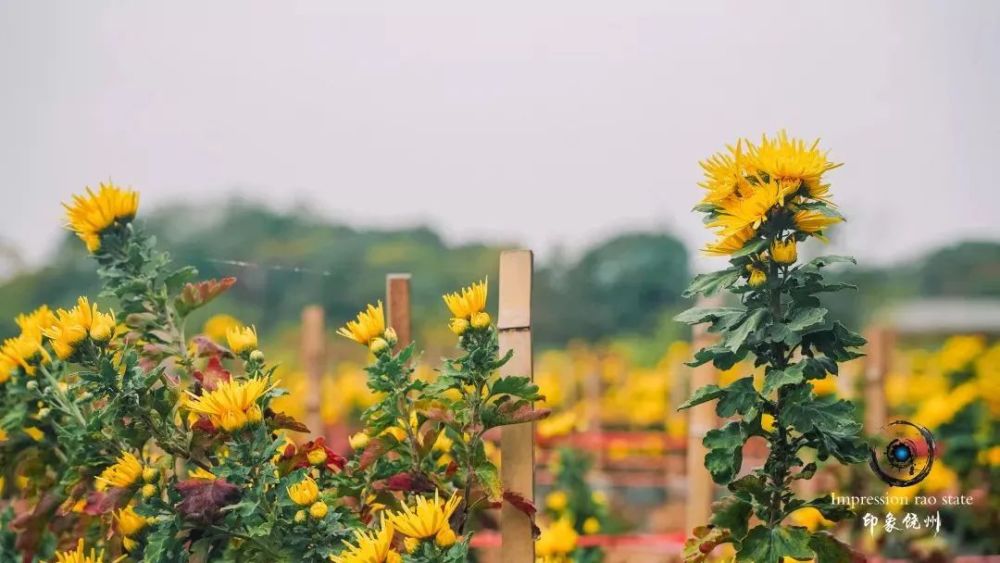 上饒鄱陽:獅子山上菊花黃 豐收時節採摘忙