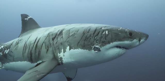 僵尸鲨鱼身体被吃一半仍在奋力猎食咋回事它不觉得痛吗
