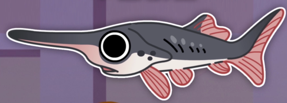 摩登动物小剧场你认识长江白鲟吗