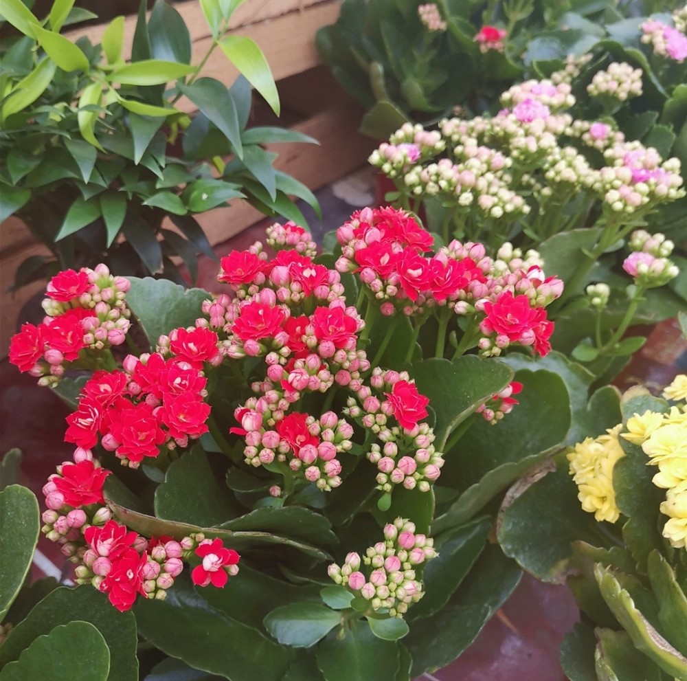 冬天花市上，4种漂亮花受欢迎，适合美化居室