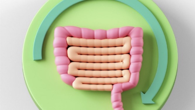 你的肠道益生菌也需要吃饭