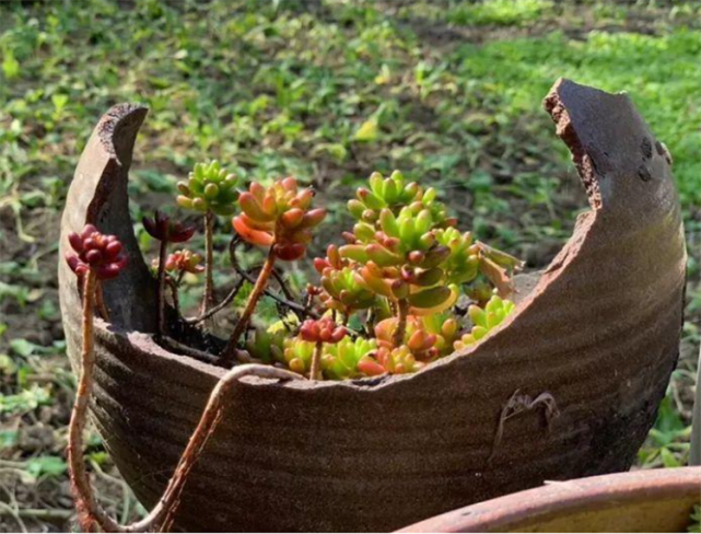 老式水缸里能养什么植物水里的土里的破成一片也能种出盆景来