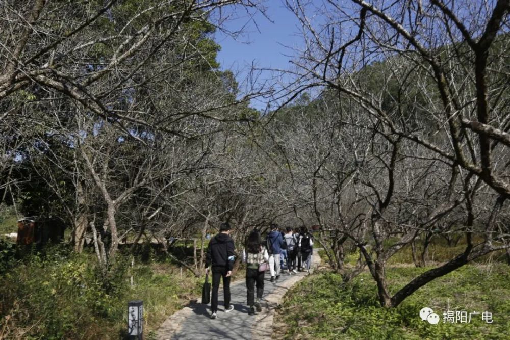 千年古欖樹千年古廟宇潮汕小抗大你還不來看看嗎