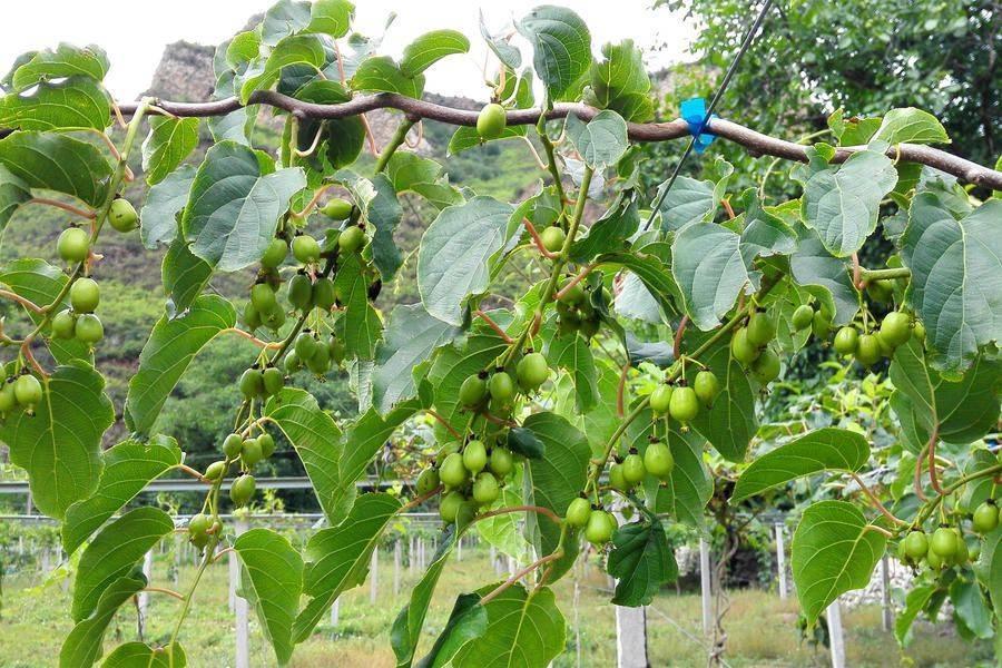 有地不用不觉得可惜种上这懒人果树种植简单结果多又省心