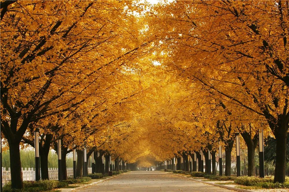 扩散告知江都黄金大道暂停对外开放